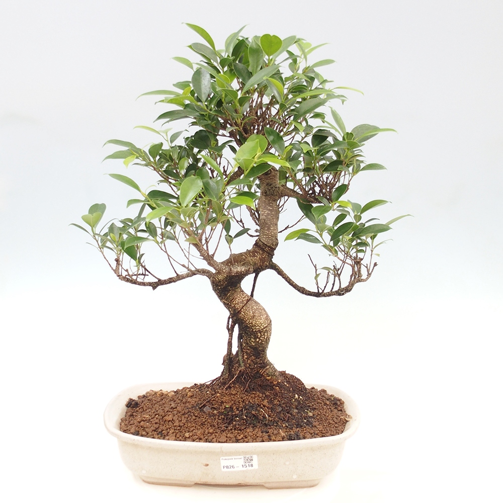 Pokojová bonsai - Ficus kimmen -  malolistý fíkus