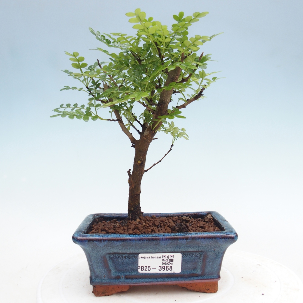Pokojová bonsai - Zantoxylum piperitum - Pepřovník
