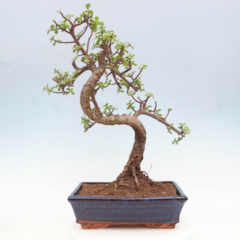 Pokojová bonsai - Portulakaria Afra - Tlustice