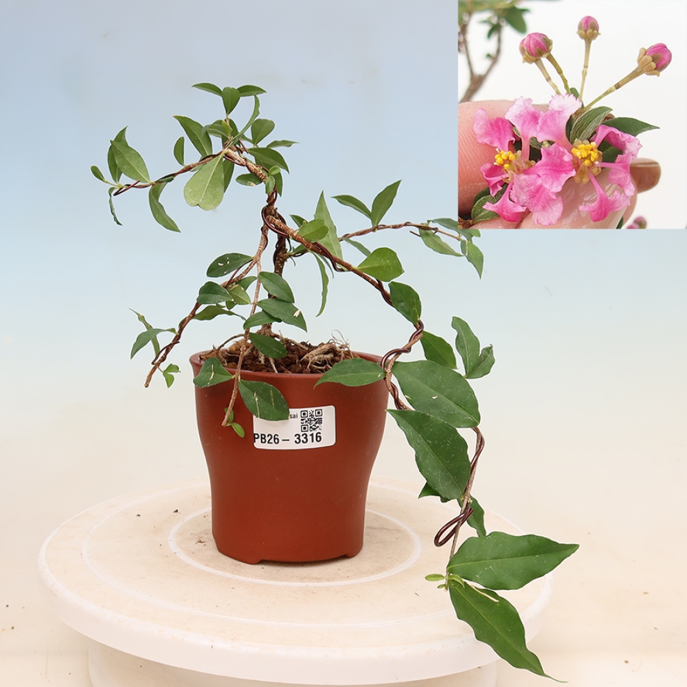 Pokojová bonsai - Malpígie barbadoská třešeň - Malpighia glabra 