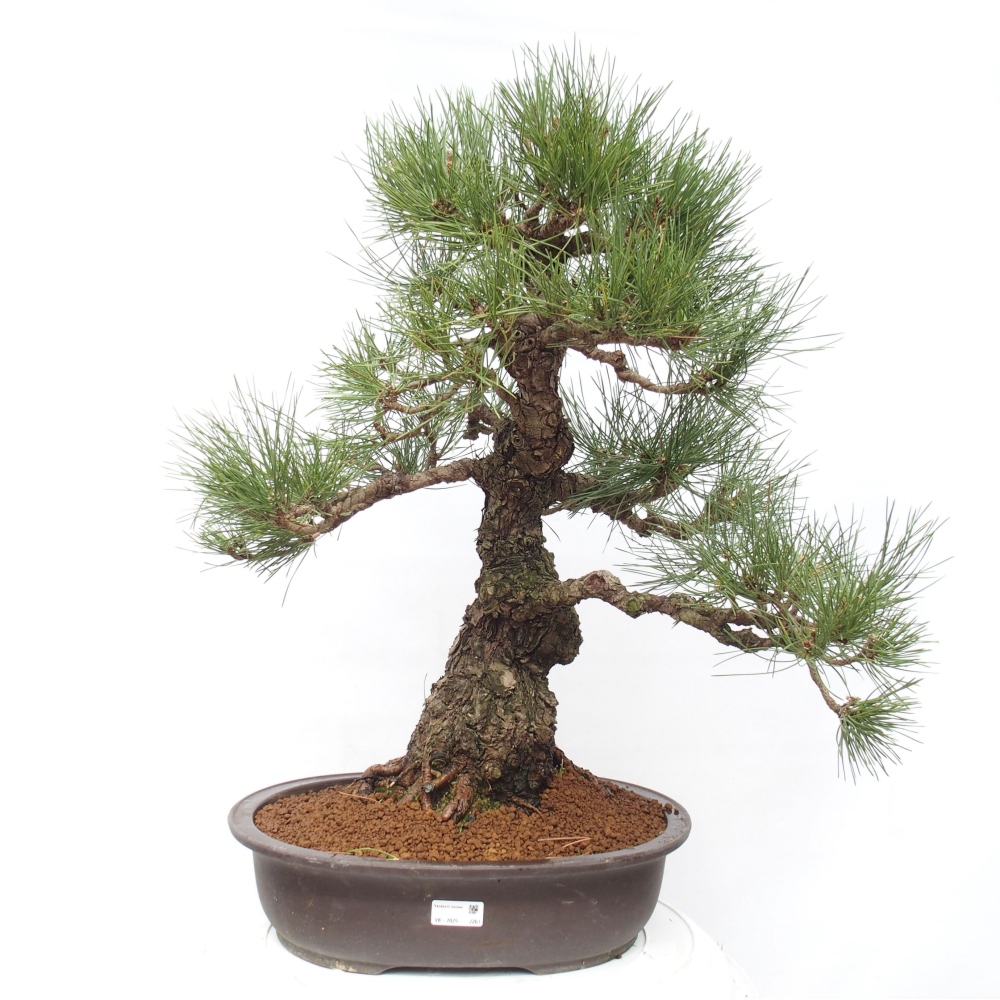 Venkovní bonsai - Pinus thunbergii - Borovice thunbergova