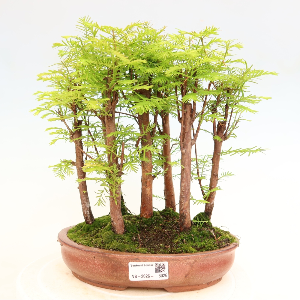Venkovní bonsai - Metasequoia glyptostroboides - Metasekvoje čínská - lesík