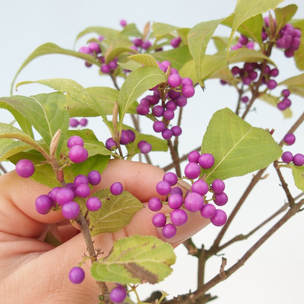 Venkovní bonsai - krásnoplodka - Callicarpa bodinierova profusion