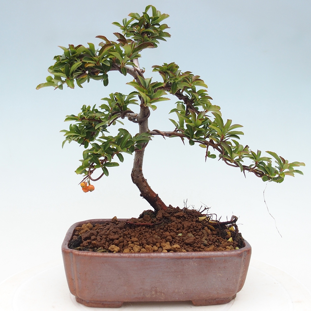 Venkovní bonsai-Pyracanta Teton -Hlohyně