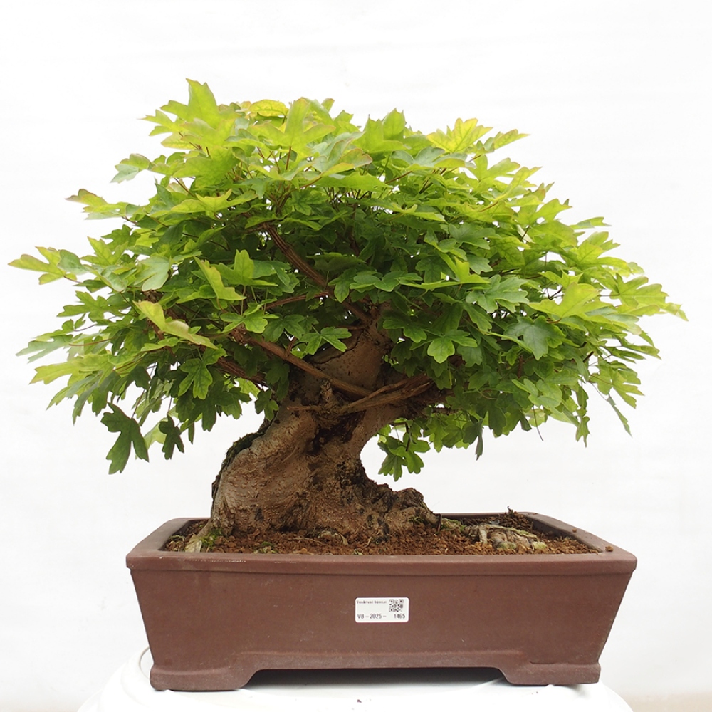 Venkovní bonsai -Javor babyka - Acer campestre