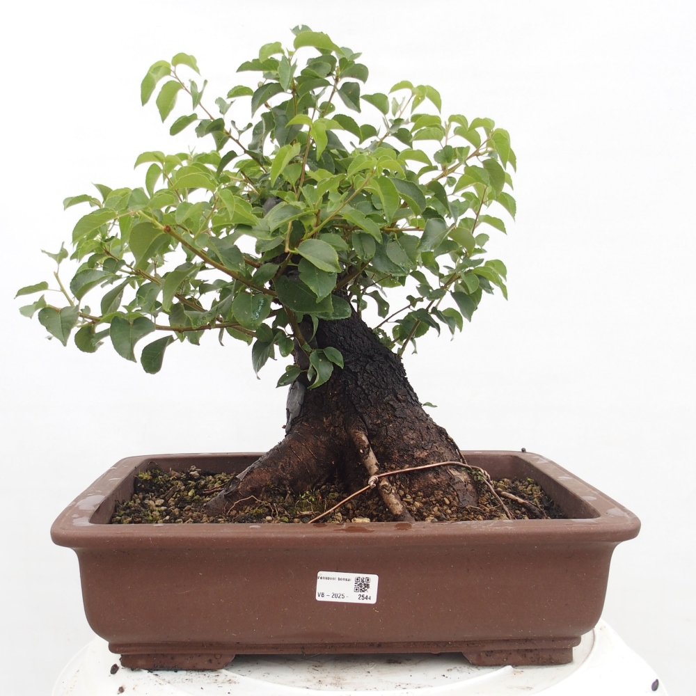 Venkovní bonsai - Mahalebka - Prunus mahaleb