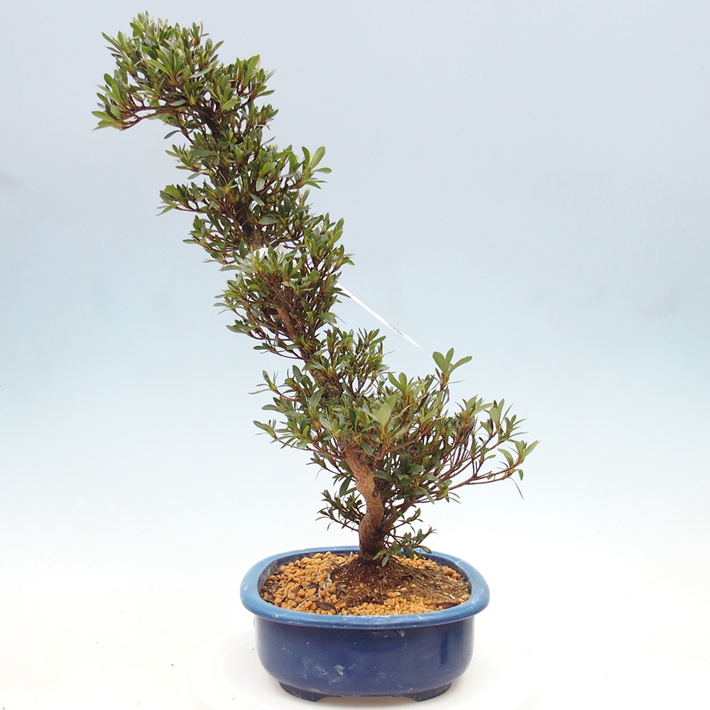 Venkovní bonsai - Japonská azalka - Azalea Hakurin