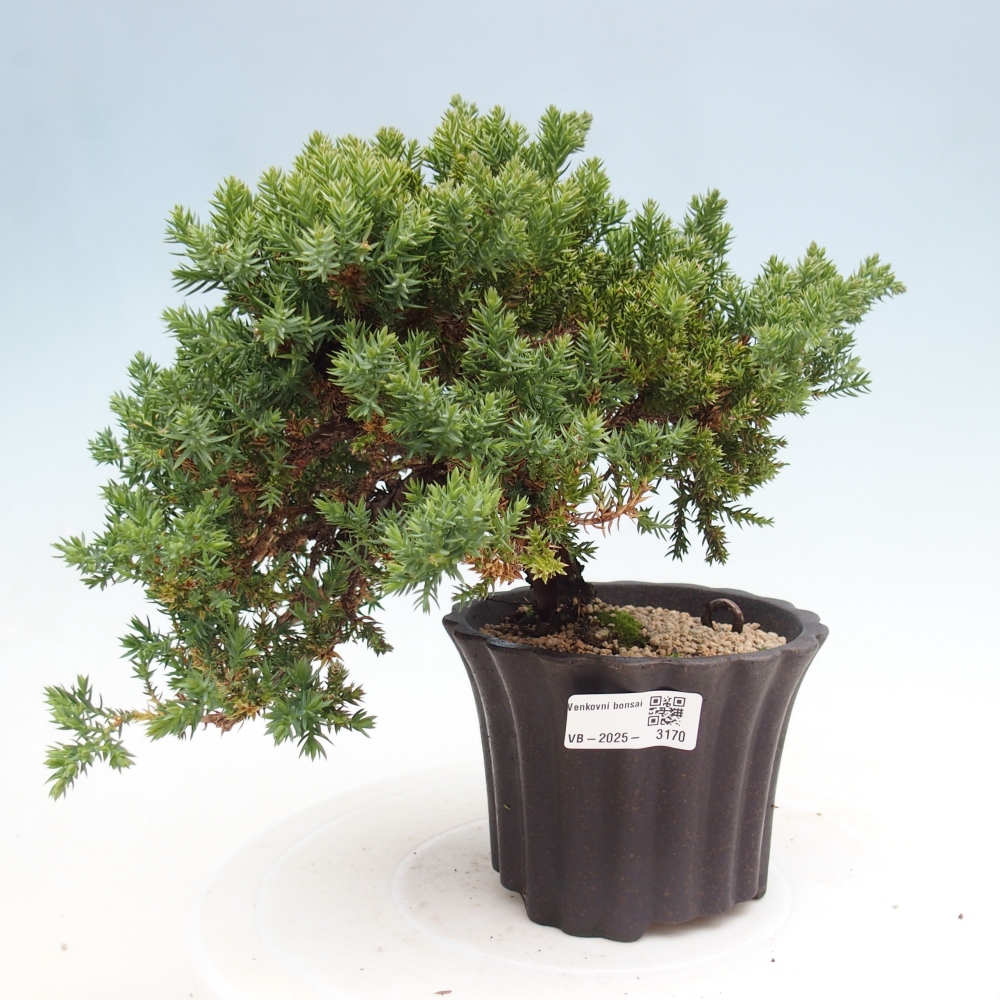 Venkovní bonsai - Juniperus procumbens - Jalovec polehavý