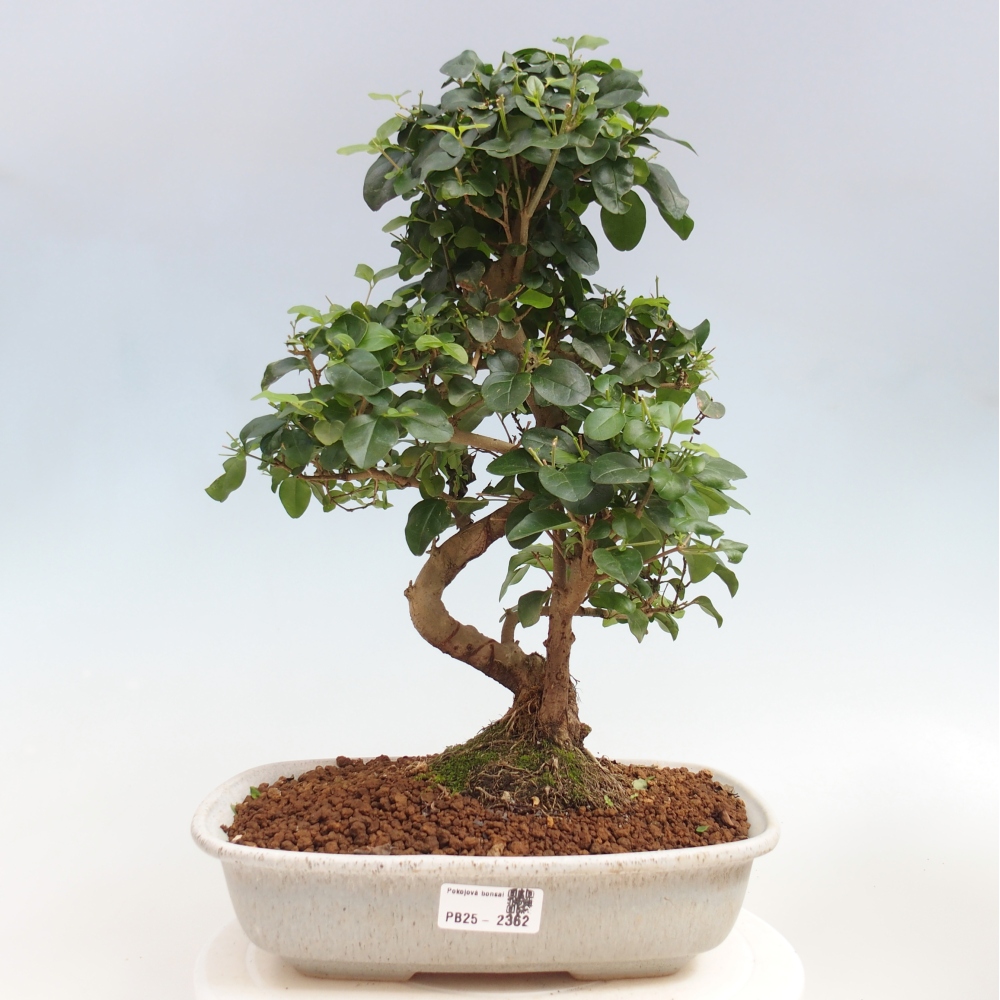 Pokojová bonsai -Ligustrum chinensis - Ptačí zob
