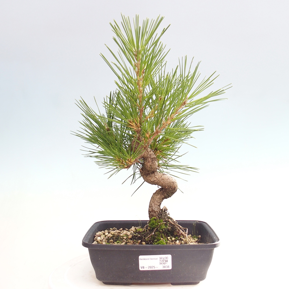 Venkovní bonsai - Pinus thunbergii - Borovice thunbergova