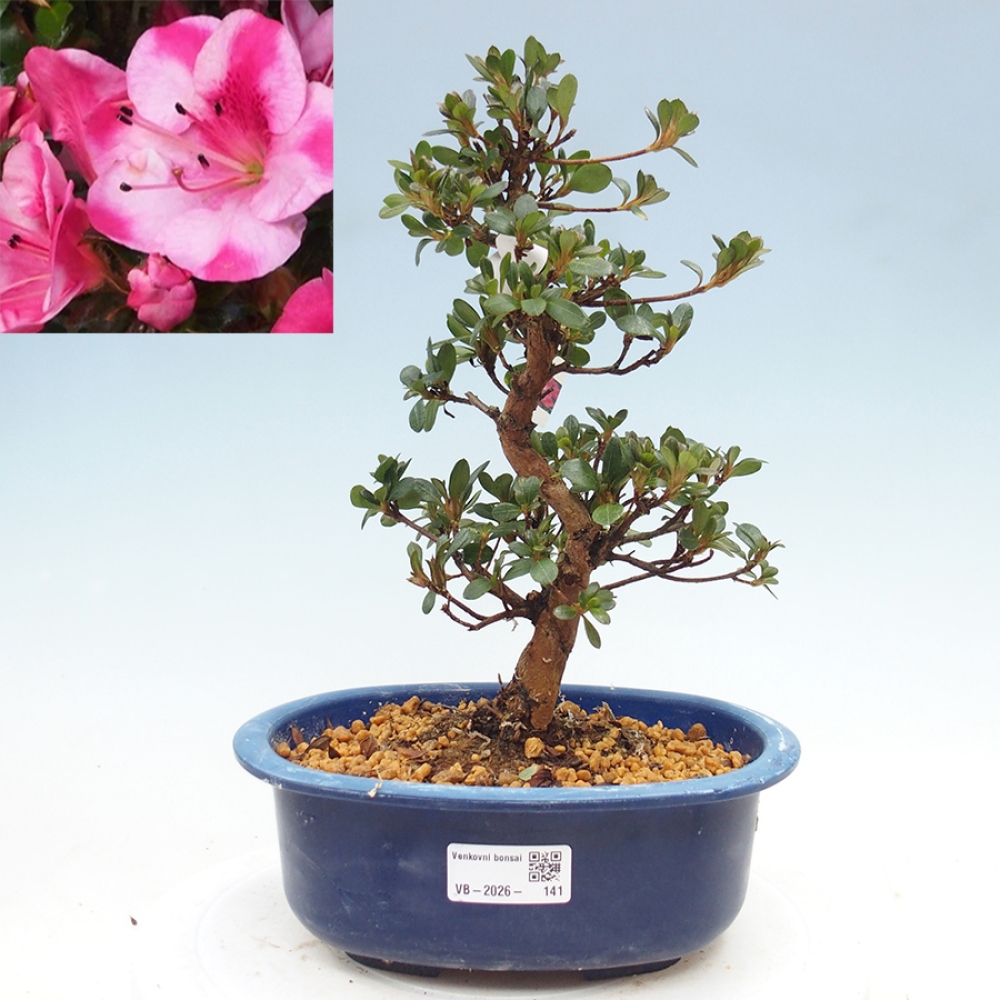 Venkovní bonsai - Japonská azalka - Azalea Kobai