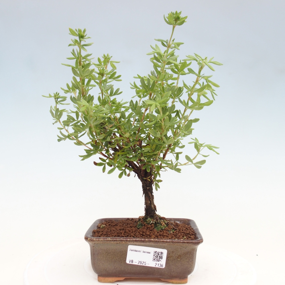 Venkovní bonsai-Mochna křovitá - potentila fruticosa yellow Bird
