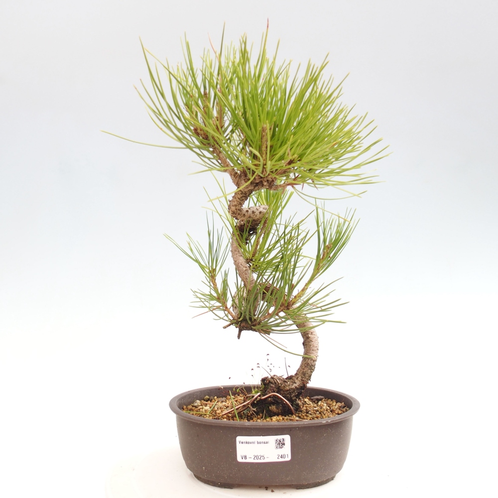 Venkovní bonsai - Pinus thunbergii - Borovice thunbergova
