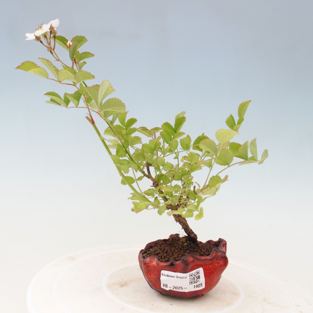 Venkovní bonsai - Rosa sp. - malokvětá růže