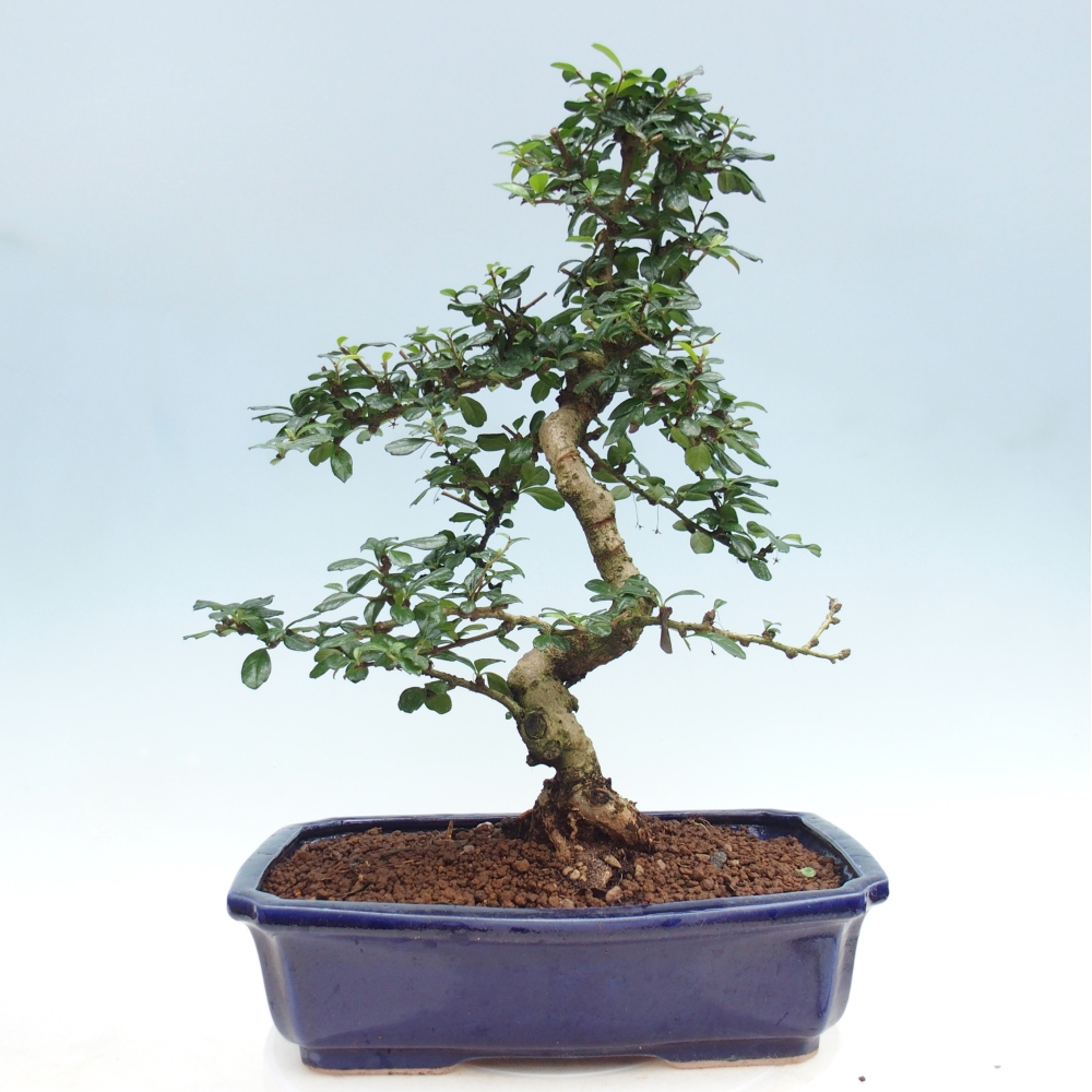 Pokojová bonsai - Carmona macrophylla - Čaj fuki
