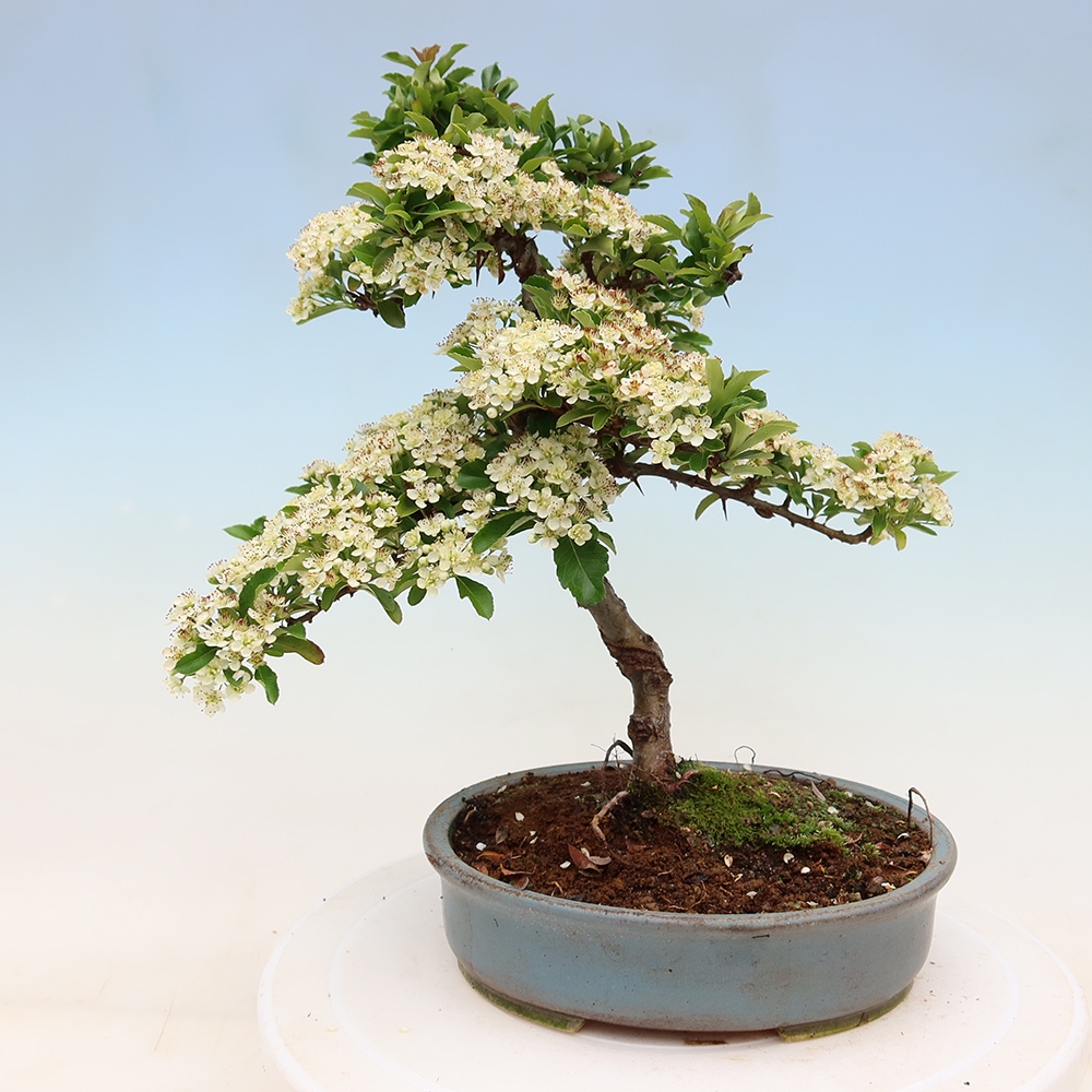 Venkovní bonsai - Pyracantha teton - Hlohyně šarlatová
