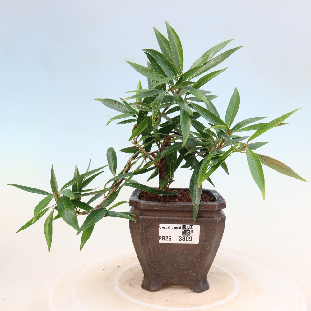 Pokojová bonsai - Ficus nerifolia -  malolistý fíkus