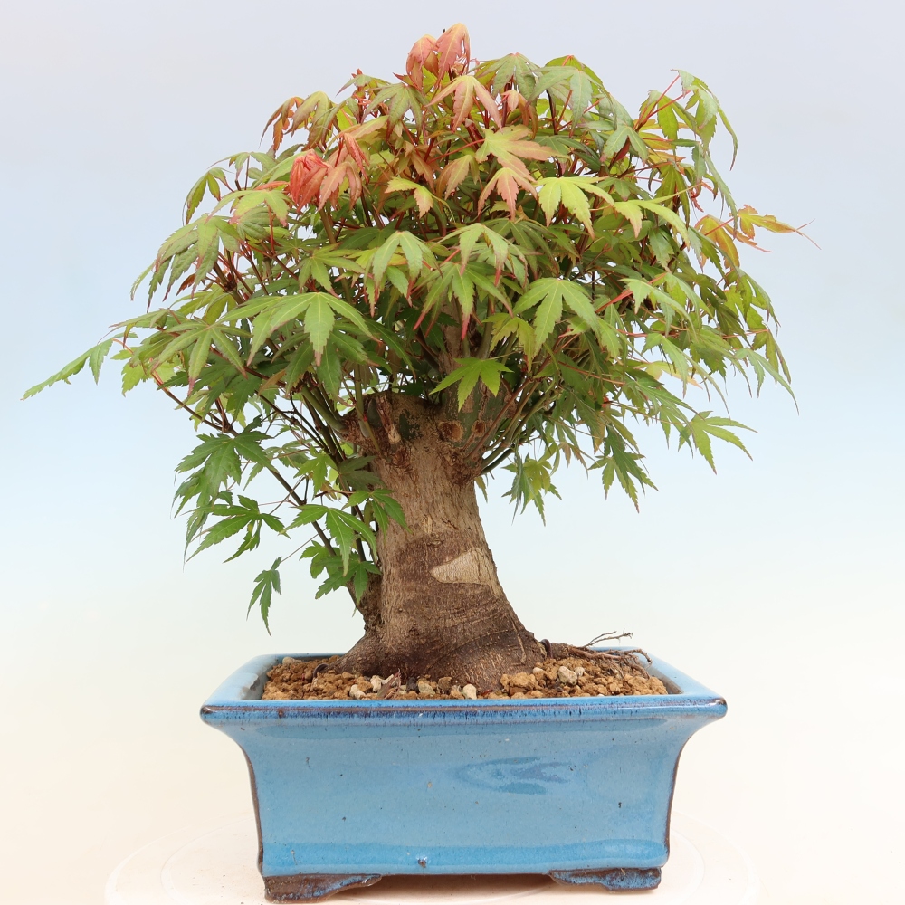 Venkovní bonsai - Javor Burgerův - Acer Burgerianum 
