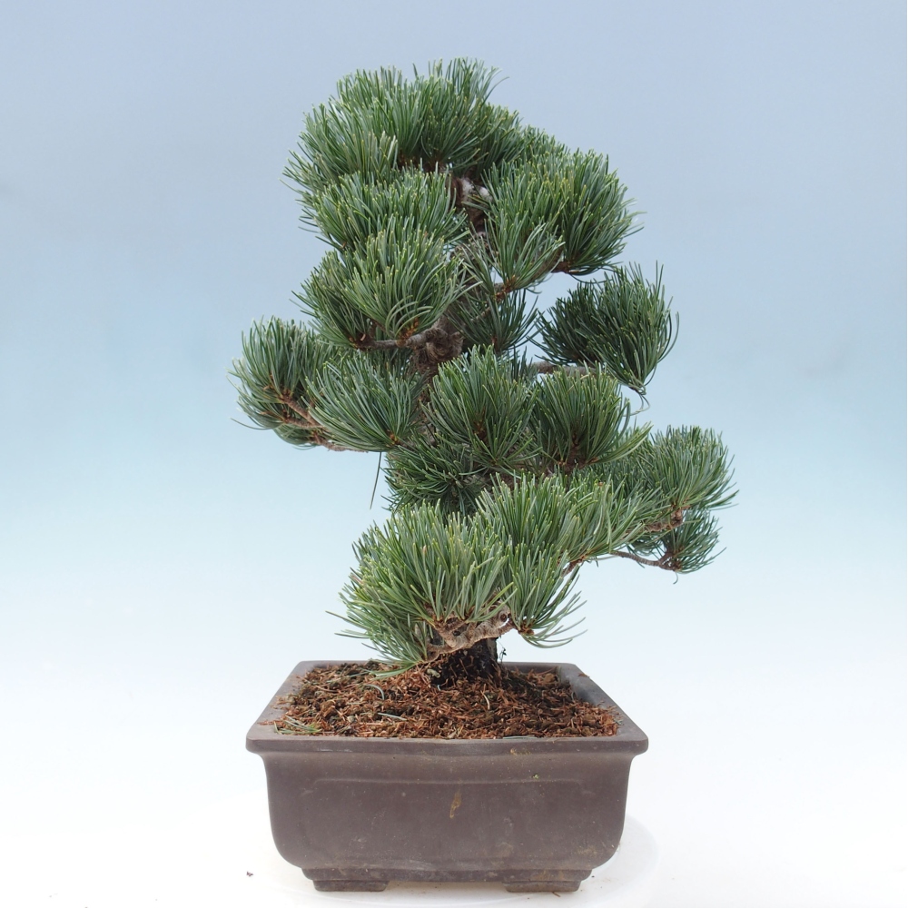 Venkovní bonsai - Pinus parviflora - Borovice drobnokvětá