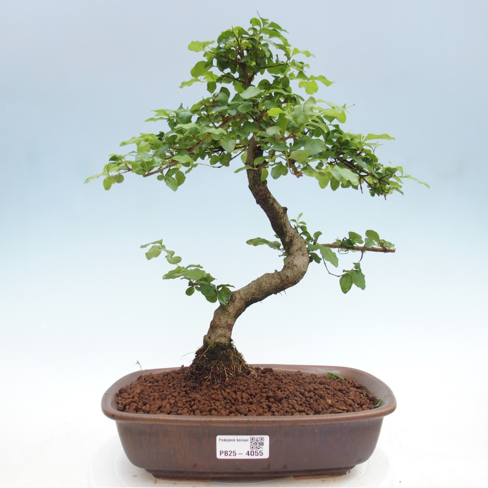 Pokojová bonsai -Ligustrum chinensis - Ptačí zob