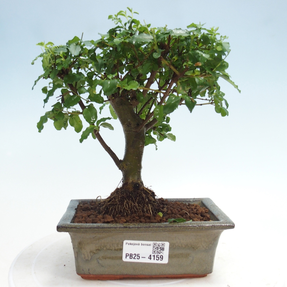 Pokojová bonsai -Ligustrum chinensis - Ptačí zob