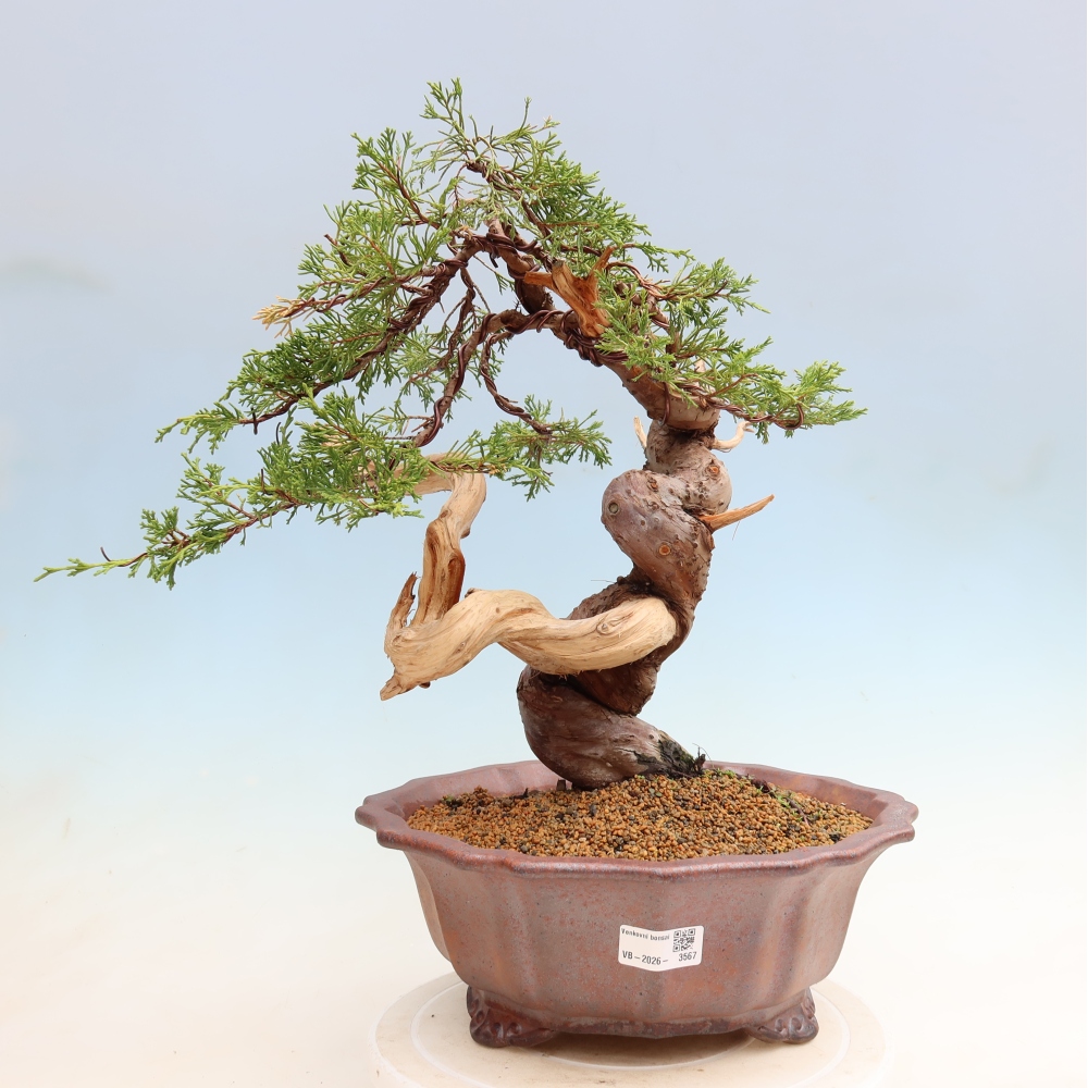 Venkovní bonsai - Juniperus chinensis Itoigawa-Jalovec čínský