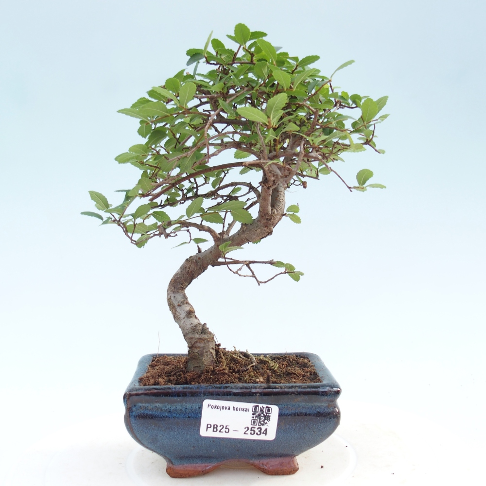 Pokojová bonsai - Ulmus parvifolia - Malolistý jilm