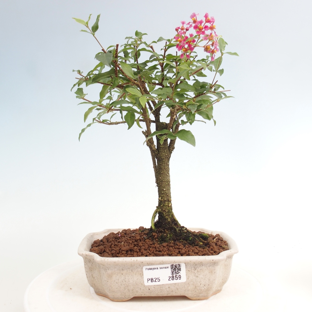 Pokojová bonsai - Malpighia coccigera- Barbdorská třešeň
