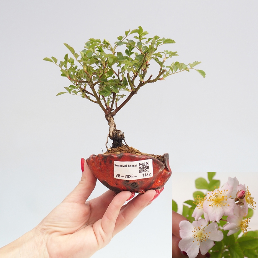 Venkovní bonsai - Rosa sp. - malokvětá růže