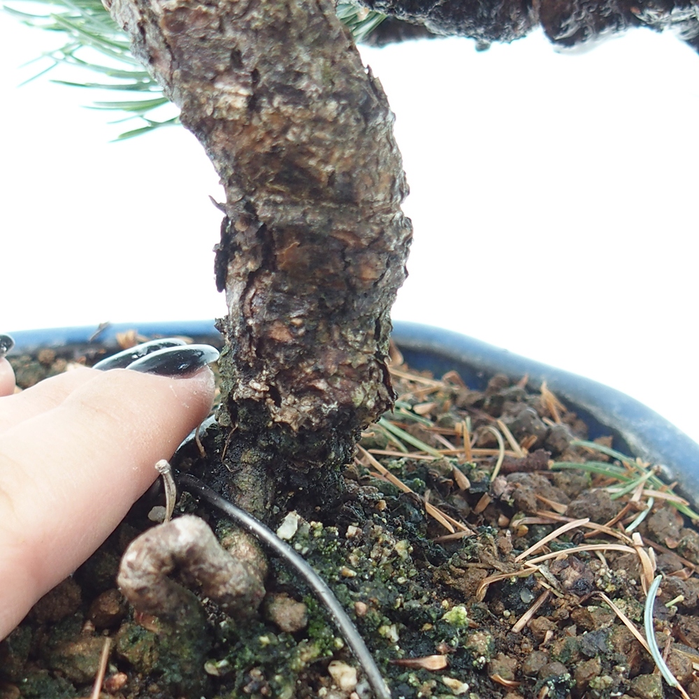 Venkovní bonsai - Pinus parviflora - Borovice drobnokvětá