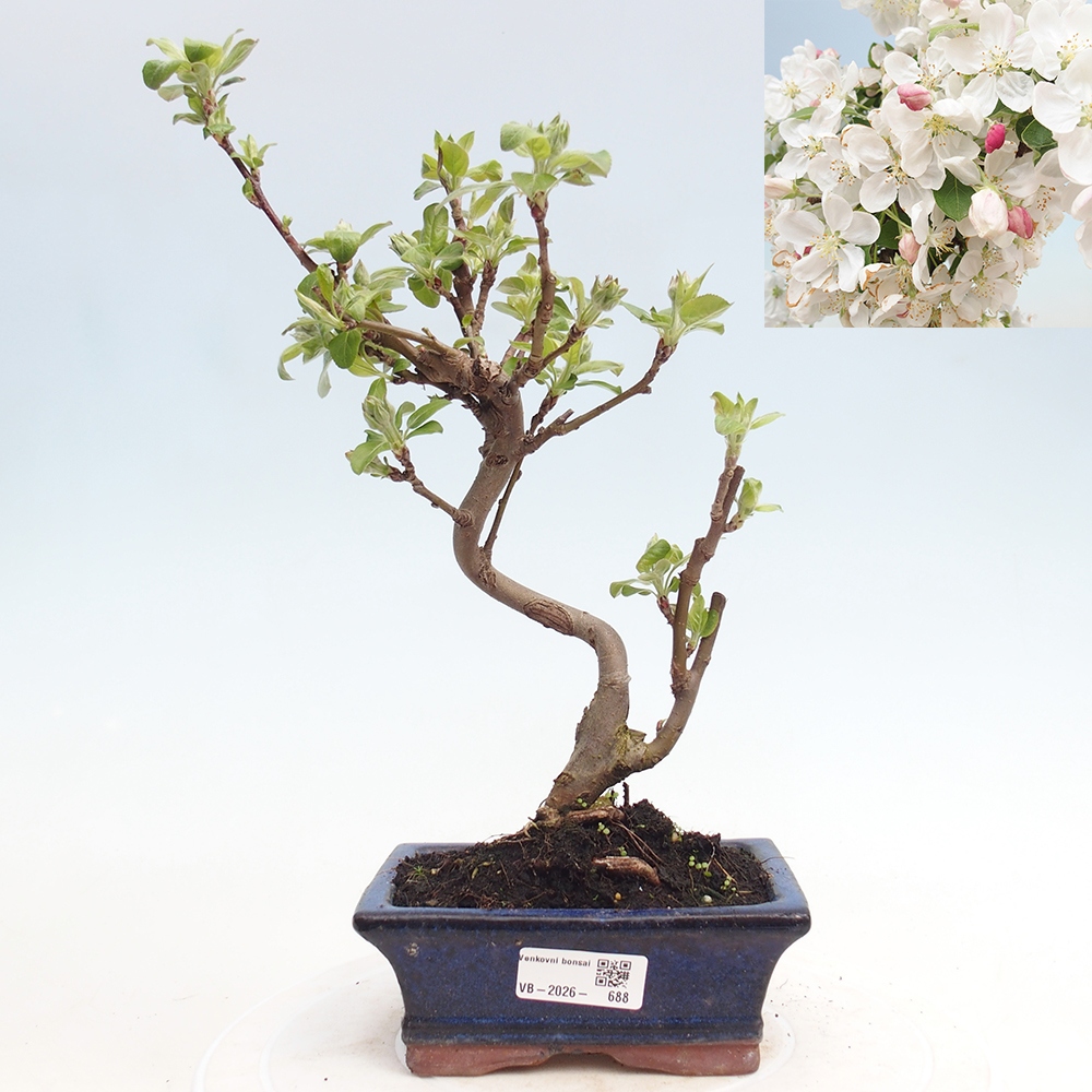 Venkovní bonsai -Malus halliana - Maloplodá jabloň