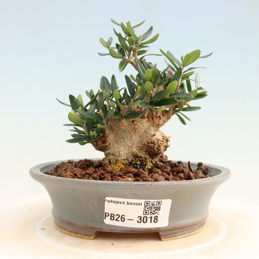 Pokojová bonsai - Olea europaea sylvestris -Oliva evropská drobnolistá