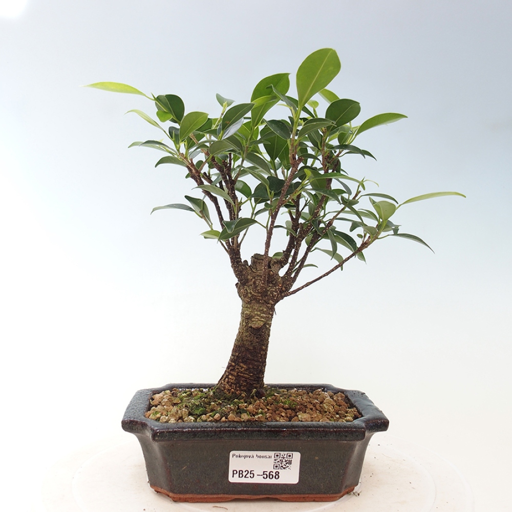 Pokojová bonsai - Ficus retusa -  malolistý fíkus