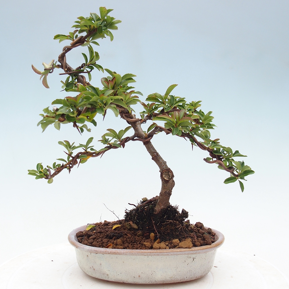 Venkovní bonsai-Pyracanta Teton -Hlohyně