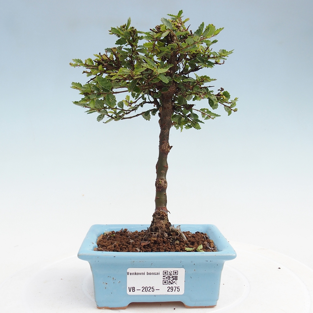 Venkovní bonsai - Ulmus parvifolia Sagei - Malolistý jilm
