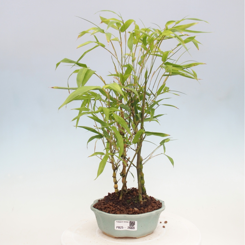 Pokojová bonsai - Bambus budha-Bambus budhovo břicho