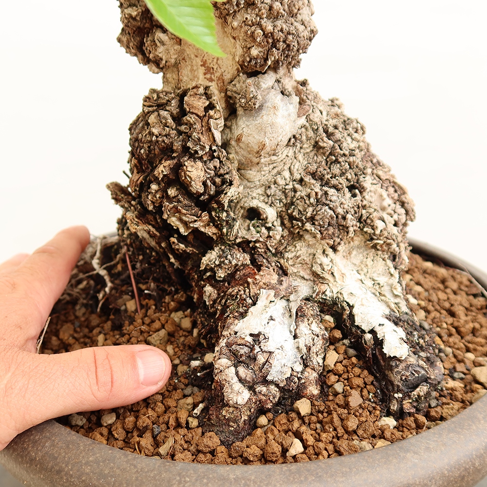 Venkovní bonsai -Carpinus Coreana - Habr korejský