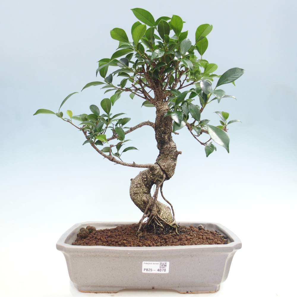 Pokojová bonsai - Ficus kimmen -  malolistý fíkus