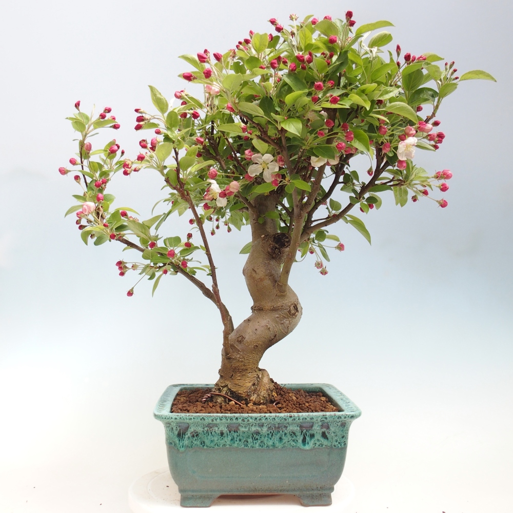 Venkovní bonsai -Malus halliana - Maloplodá jabloň