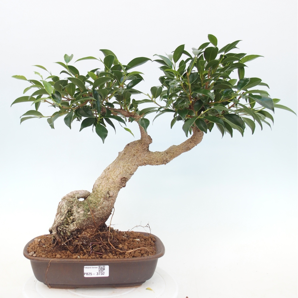 Pokojová bonsai - Ficus kimmen -  malolistý fíkus