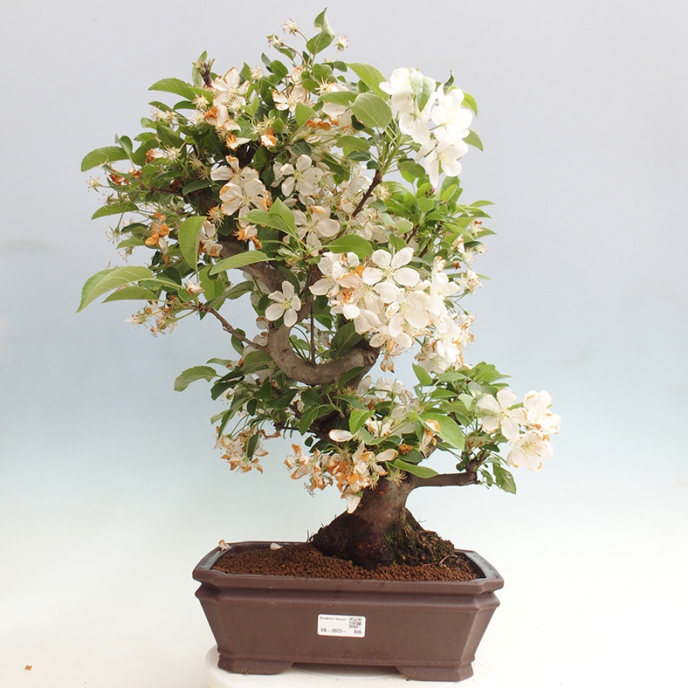Venkovní bonsai -Malus halliana - Maloplodá jabloň