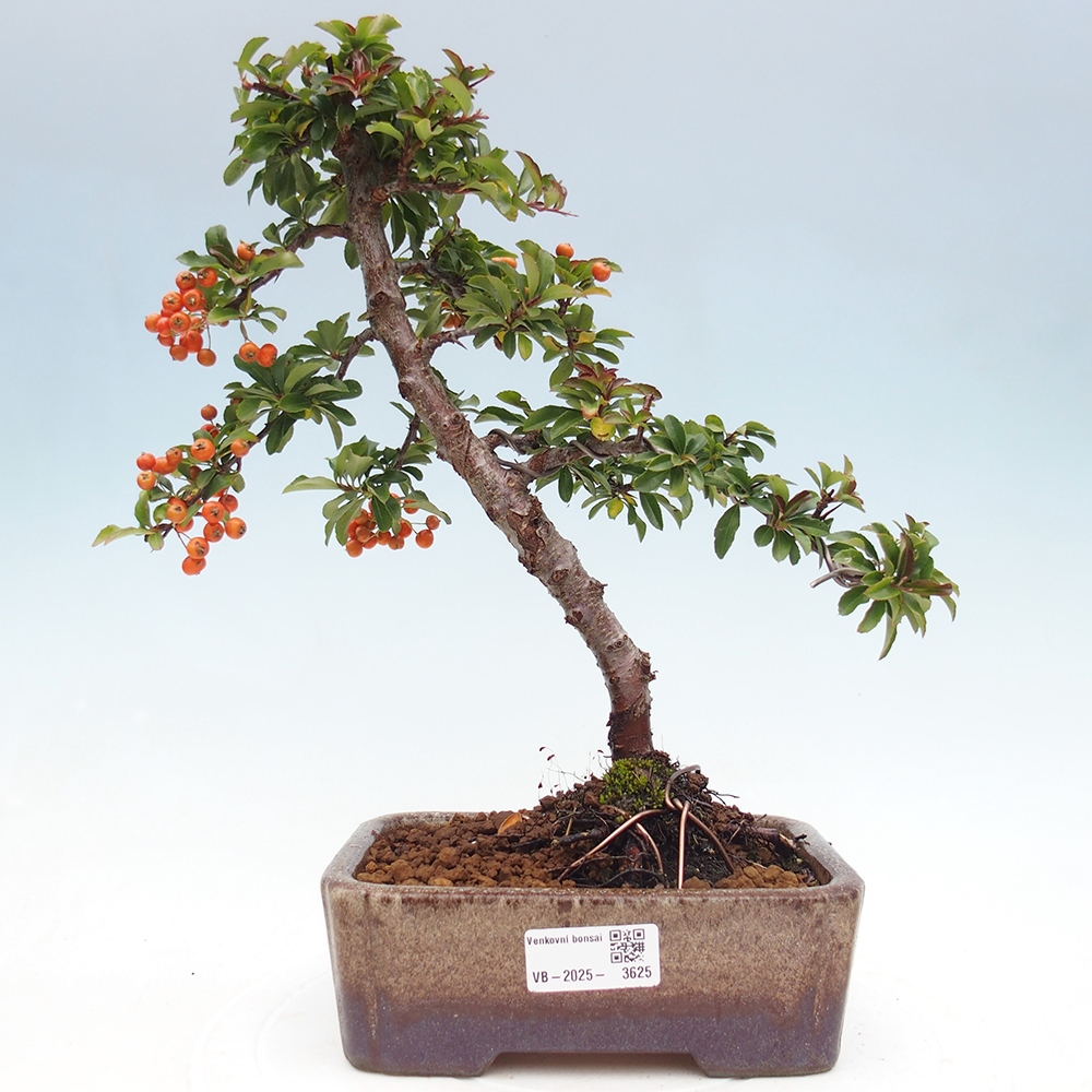 Venkovní bonsai-Pyracanta Teton -Hlohyně