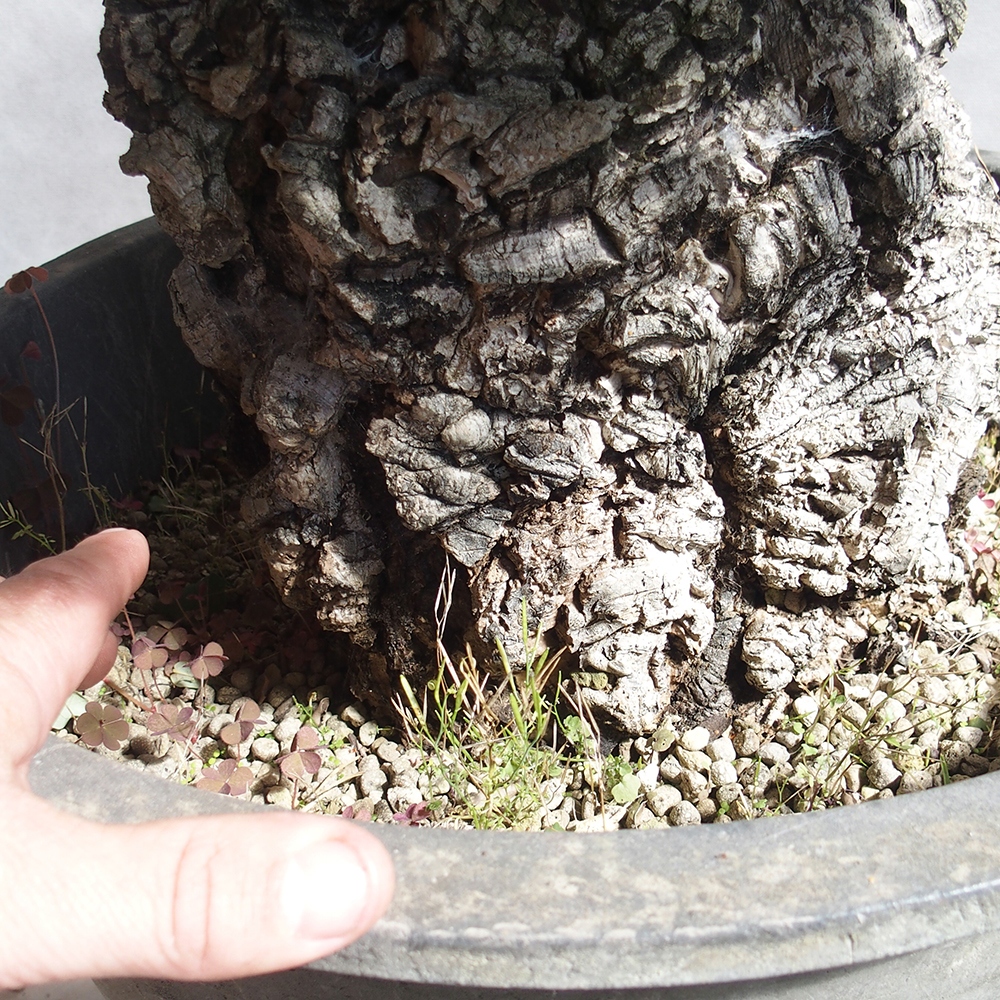 venkovní bonsai Quercus suber - Korkový dub