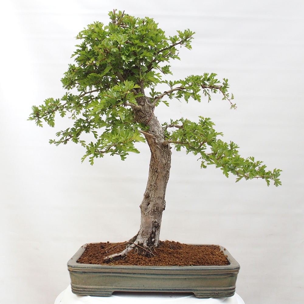 Venkovní bonsai - Hloh - Crataegus monogyna