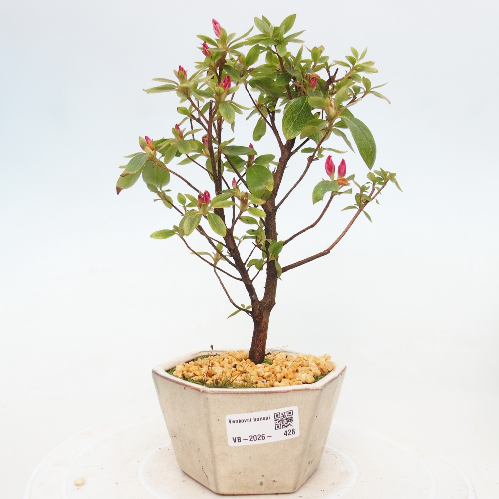 Venkovní bonsai - Japonská azalka - Azalea sp.