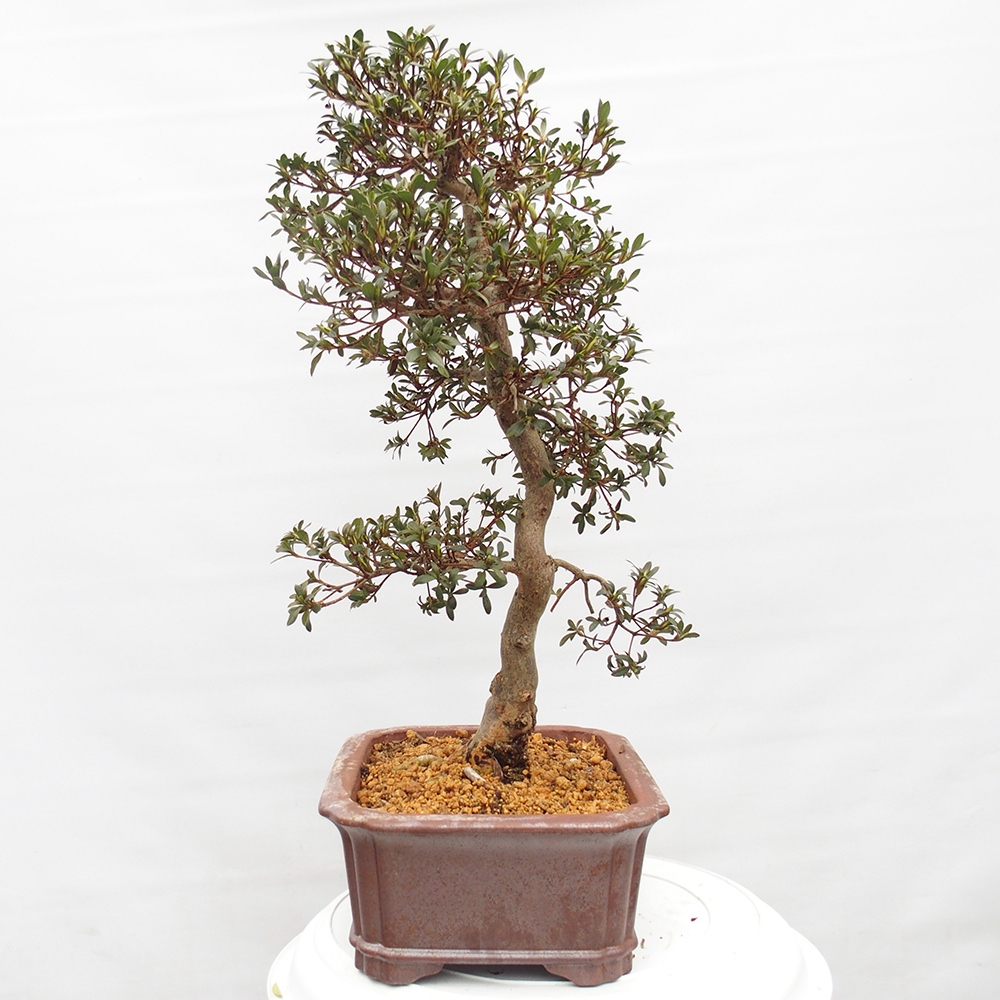 Venkovní bonsai - Japonská azalka - Azalea satsuki