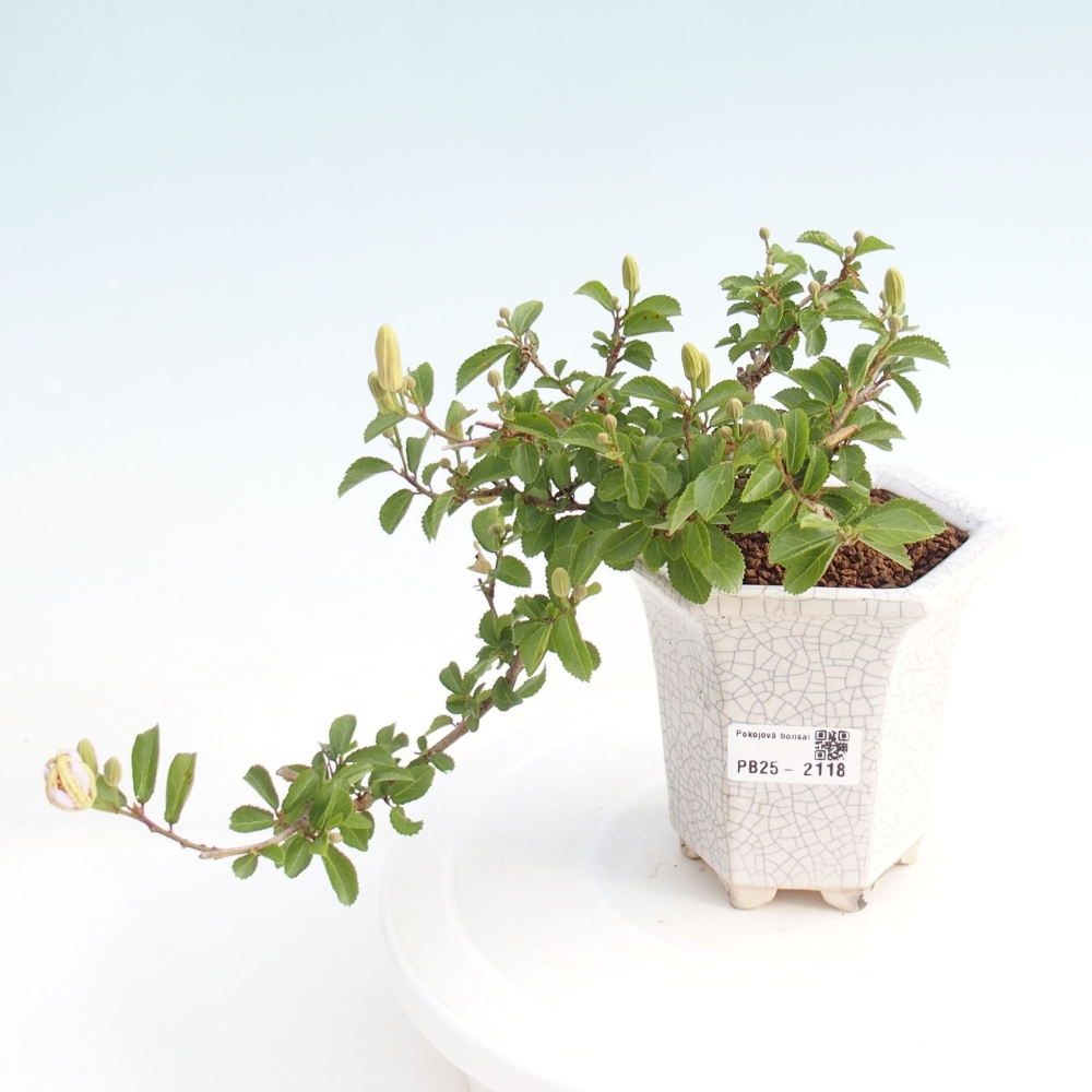 Pokojová bonsai - Grewia occidentalis - Hvězdice levandulová