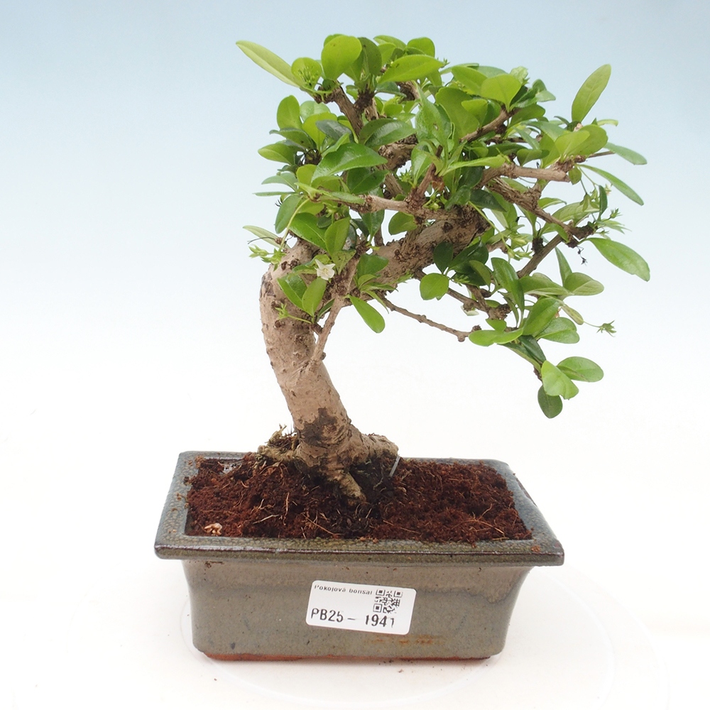 Pokojová bonsai - Carmona macrophylla - Čaj fuki