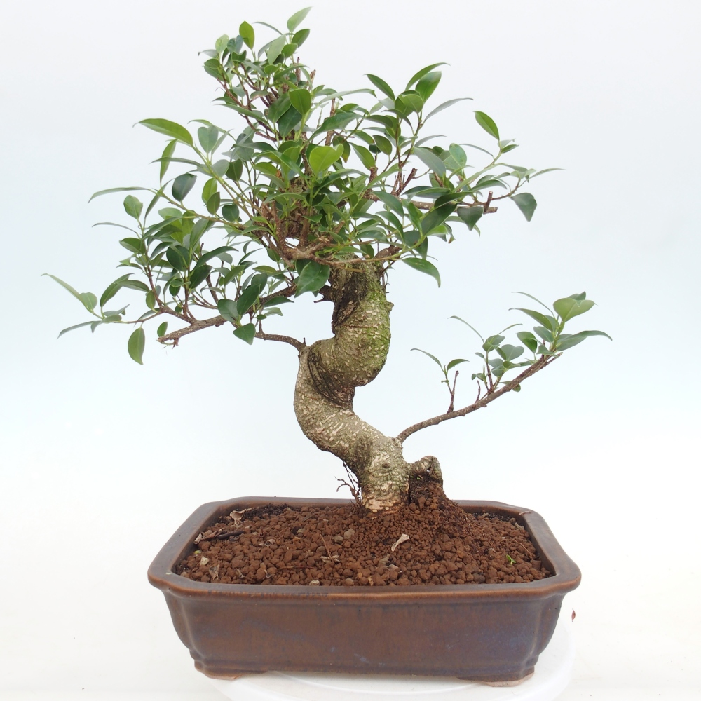 Pokojová bonsai - Ficus kimmen -  malolistý fíkus