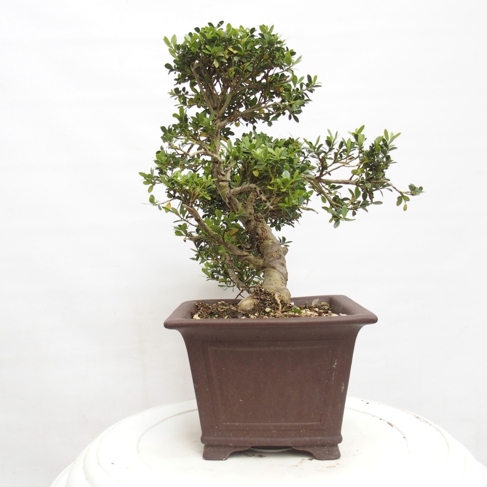 Pokojová bonsai - Ilex crenata - Cesmína